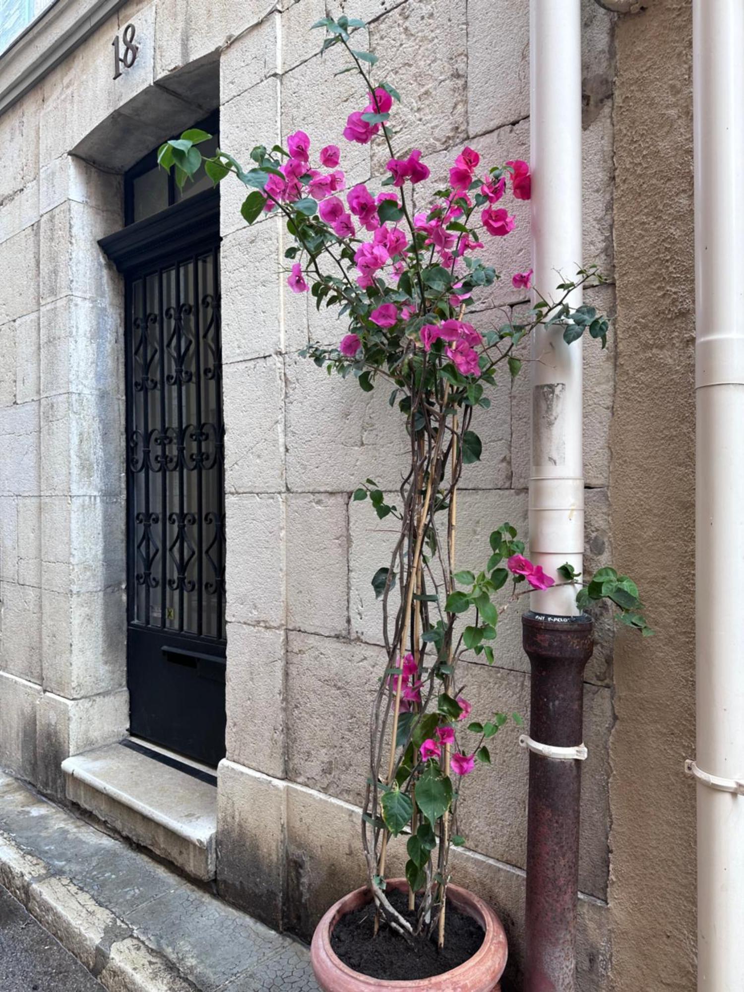 L Appartement De Manon, Centre Historique Du Vieil Antibes Exterior foto